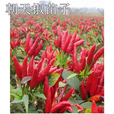 朝天椒辣椒苗三樱椒干鲜两用省时省力