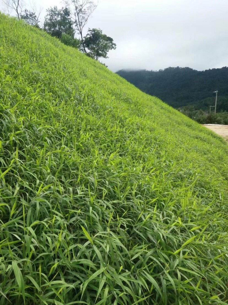 羊茅种子