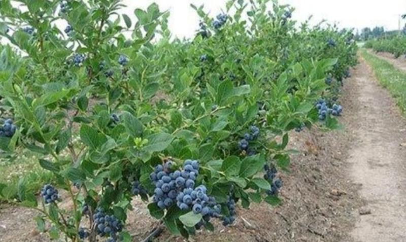 蓝莓苗兔眼绿宝石薄雾奥尼尔黑珍珠南北方可以种植
