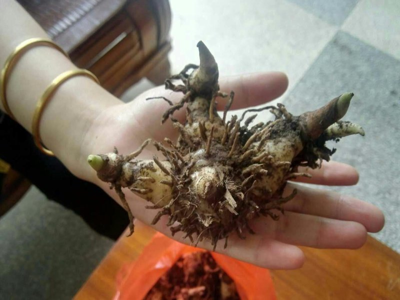 正宗紫花三叉大白及品种宽叶