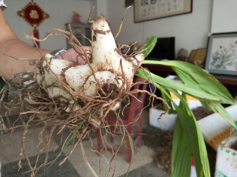 正宗紫花三叉大白及品种宽叶