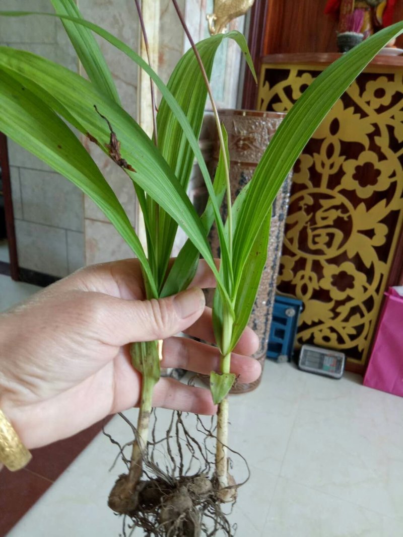 正宗紫花三叉大白及品种宽叶