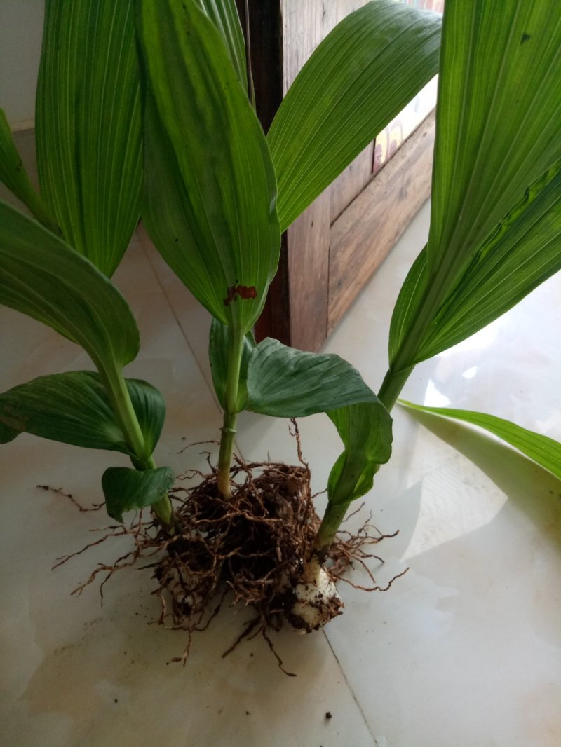 正宗紫花三叉大白及品种宽叶