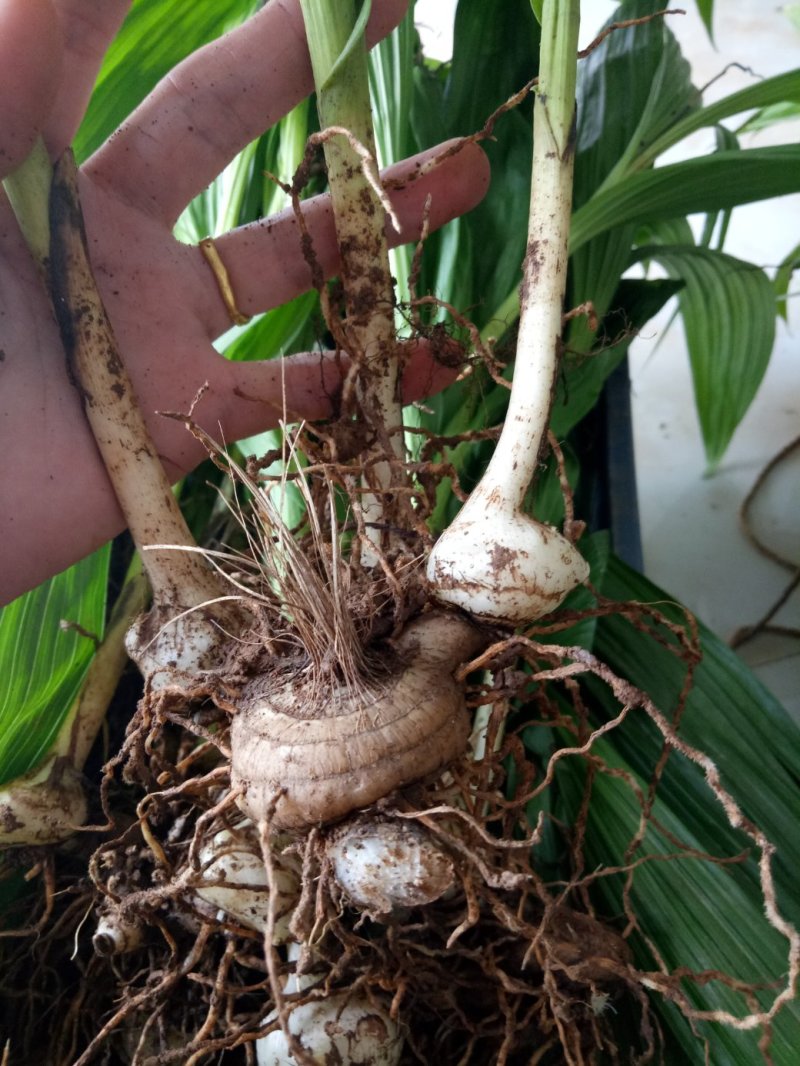 正宗紫花三叉大白及品种宽叶