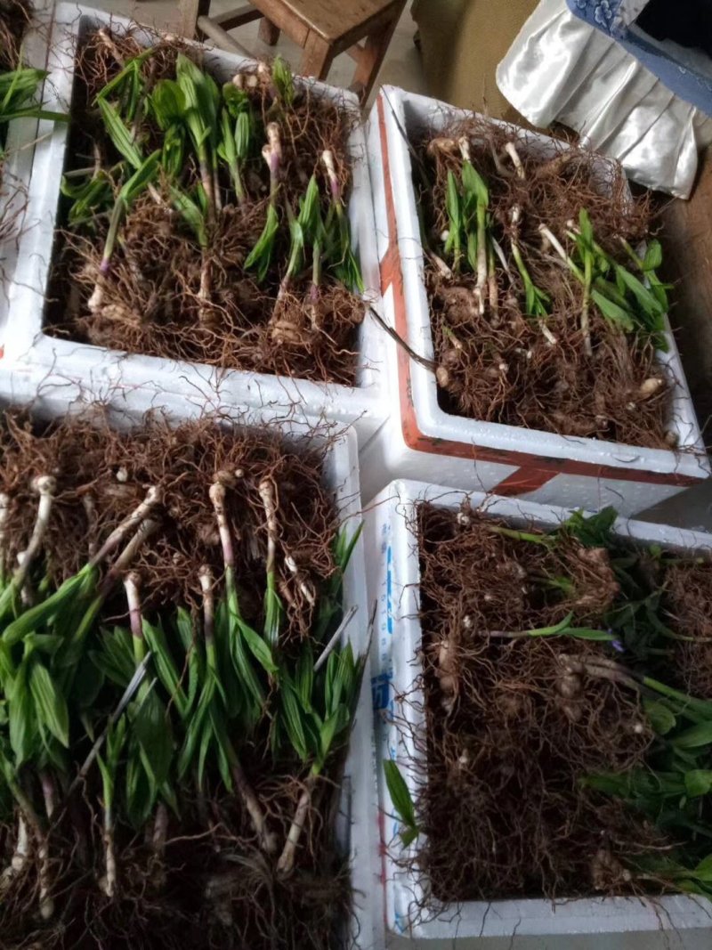 正宗紫花三叉大白及品种宽叶