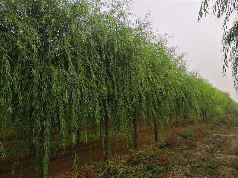 柳树