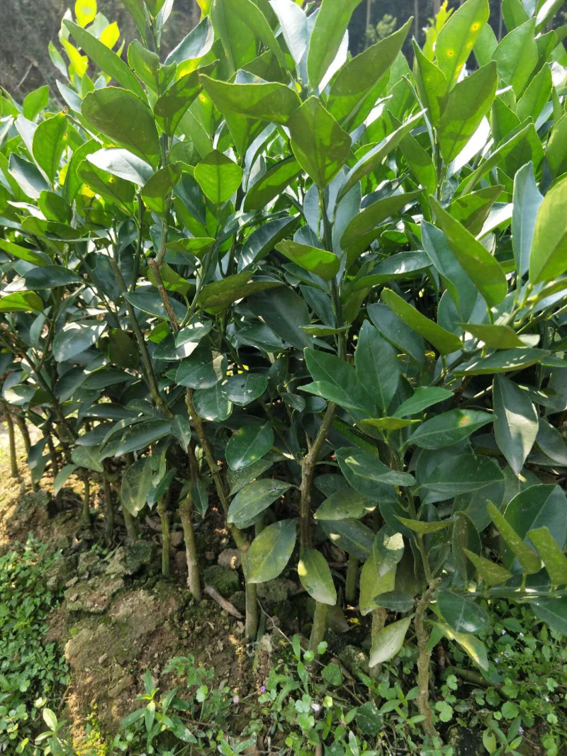 正宗红江橙苗杯苗原产地出品