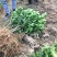 正宗红江橙苗杯苗原产地出品
