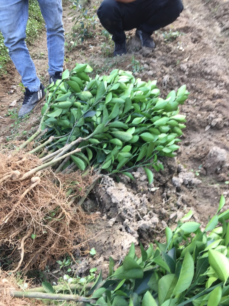 正宗红江橙苗杯苗原产地出品