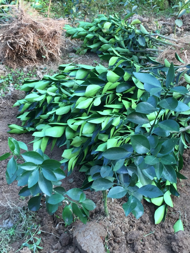 正宗红江橙苗杯苗原产地出品