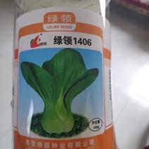 绿领1406青梗菜种子