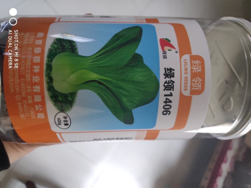 绿领1406青梗菜种子