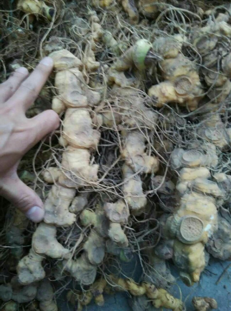 黄精中大货多花九华黄精