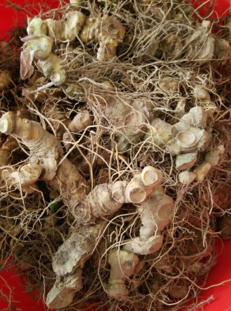 黄精中大货多花九华黄精