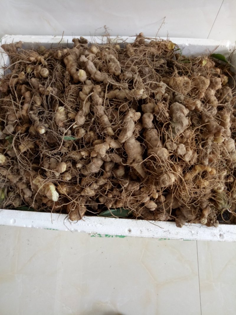 黄精中大货多花九华黄精