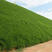 美国四季青草坪种子狗牙根高羊茅黑麦草马尼拉百慕大草籽