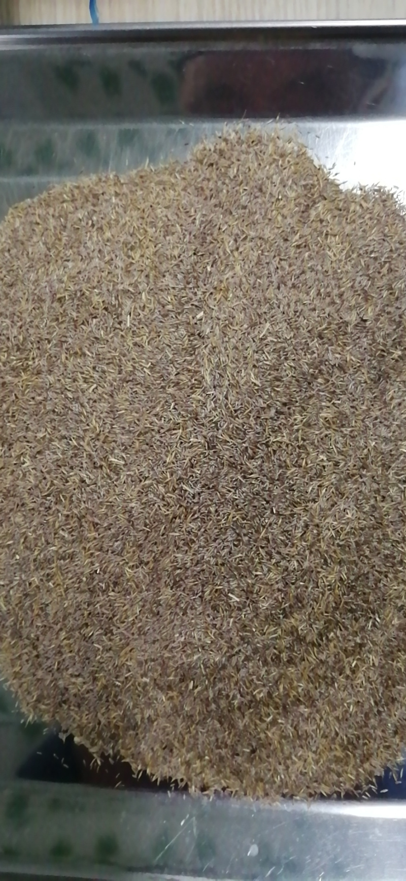 美国四季青草坪种子狗牙根高羊茅黑麦草马尼拉百慕大草籽