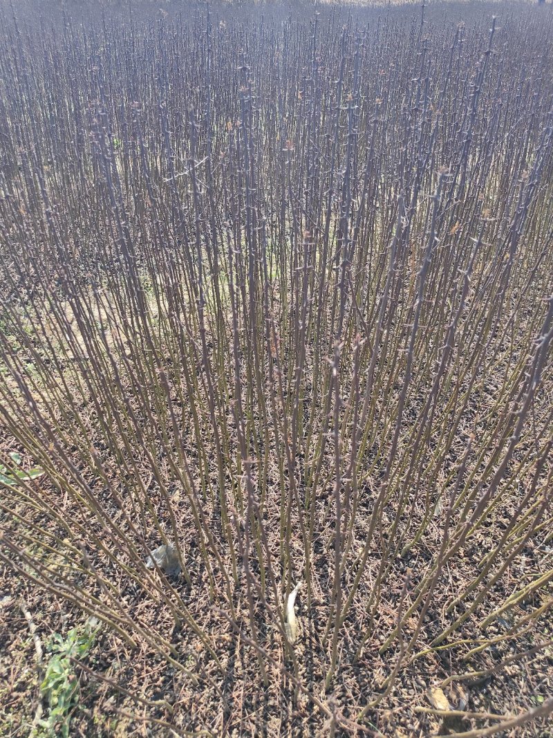 红花椒苗大红袍花椒苗贡椒苗雪域椒品种保证量大从