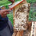 深山秦岭农家蜂巢蜜嚼着吃的封盖蜜蜂巢蜂蜜