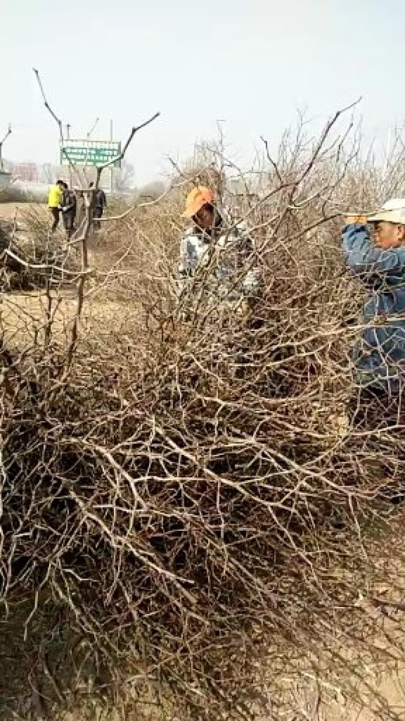 山东冬枣树苗基地批发价格低成活率高