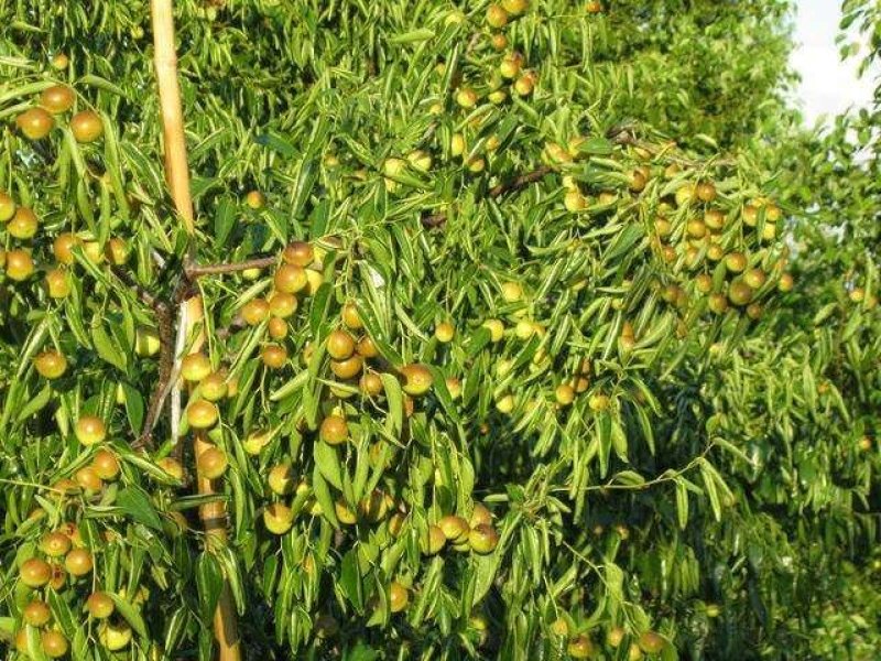 山东冬枣树苗基地批发价格低成活率高