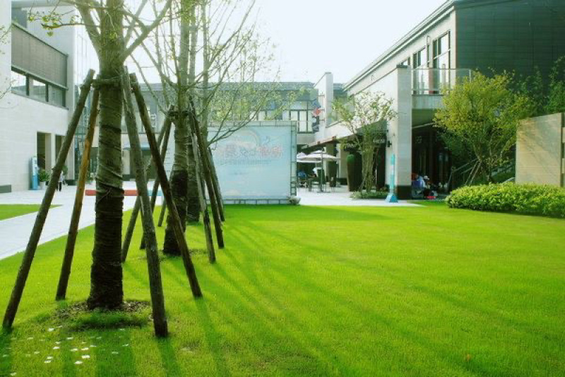 剪股颖结缕草地毯草草坪种子低矮免修剪庭院别墅高尔夫草籽