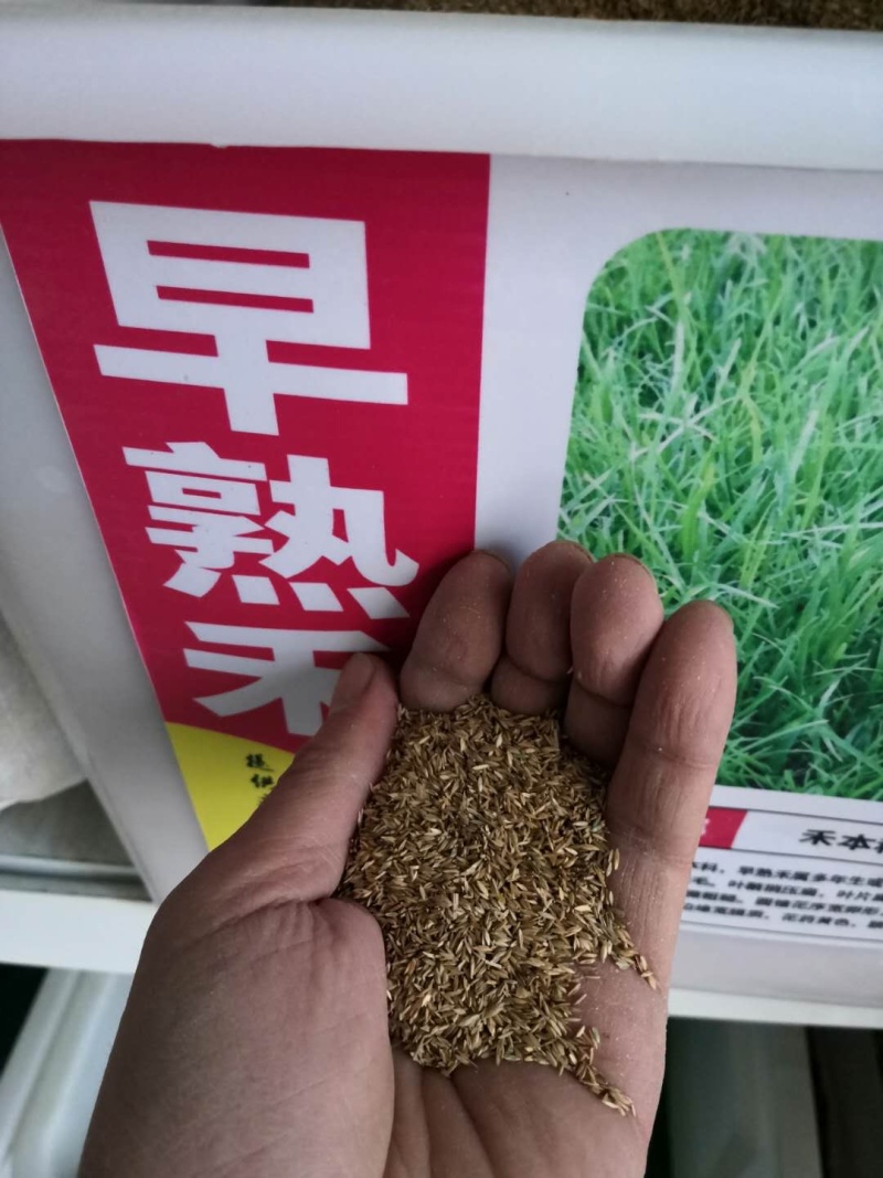 剪股颖结缕草地毯草草坪种子低矮免修剪庭院别墅高尔夫草籽