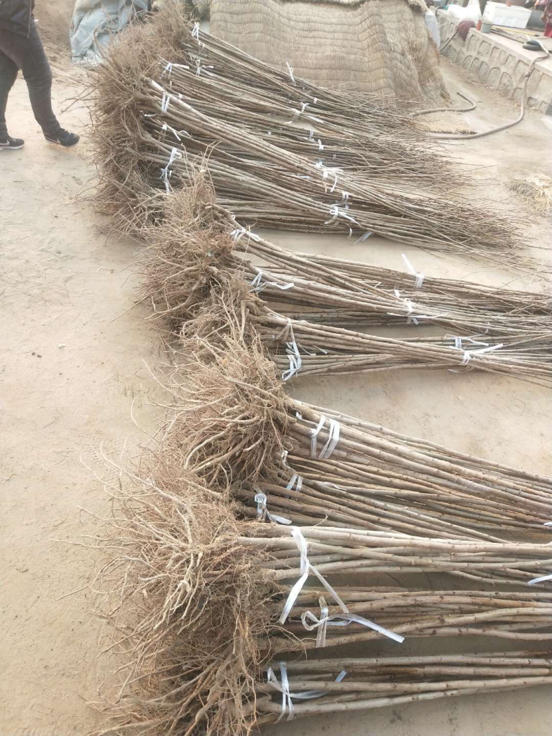俄罗斯8号大樱桃苗，美早樱桃苗，车厘子樱桃苗