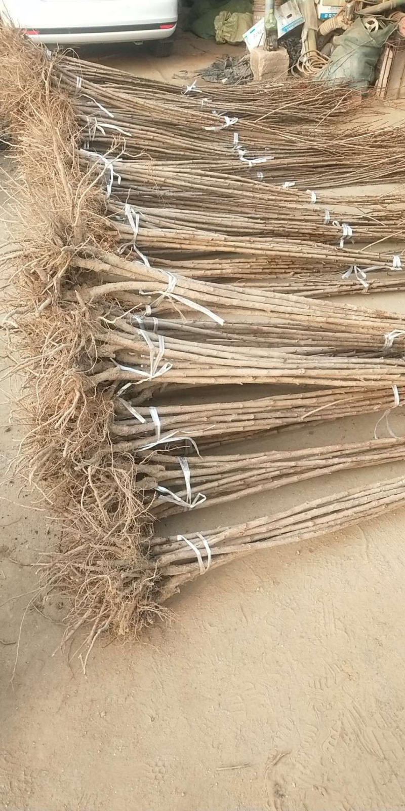 俄罗斯8号大樱桃苗，美早樱桃苗，车厘子樱桃苗