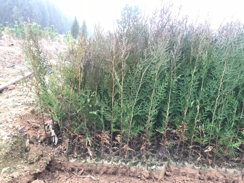 侧柏苗侧柏裸根苗侧柏小苗1米2米