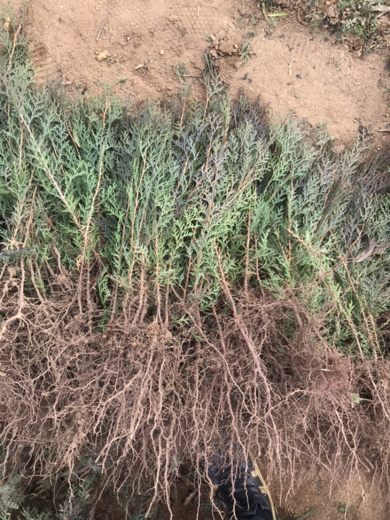 侧柏苗侧柏裸根苗侧柏小苗1米2米
