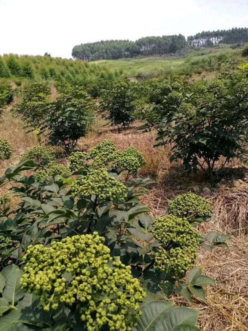 吴茱萸中花吴茱萸品种
