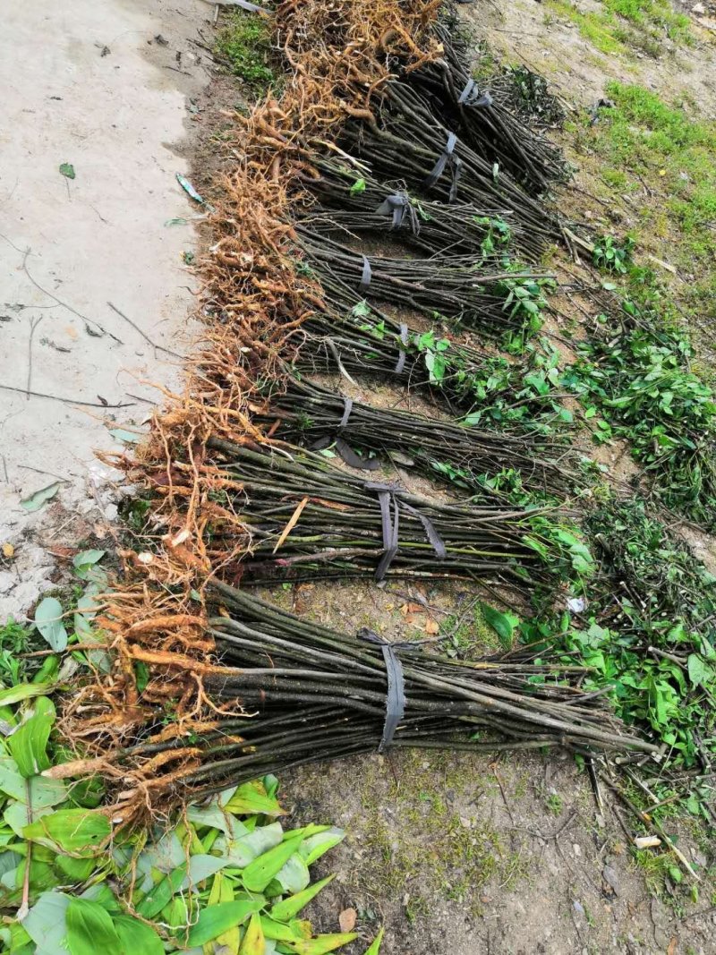吴茱萸中花吴茱萸品种