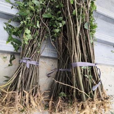 吴茱萸中花吴茱萸品种