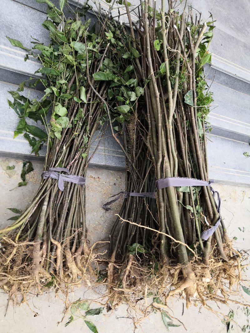 吴茱萸中花吴茱萸品种