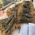 吴茱萸中花吴茱萸品种
