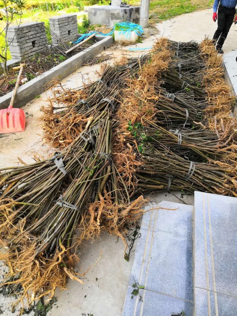 吴茱萸中花吴茱萸品种