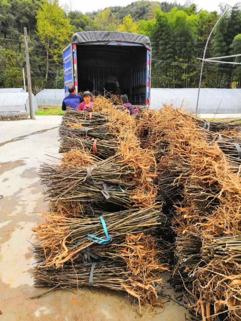 吴茱萸中花吴茱萸品种