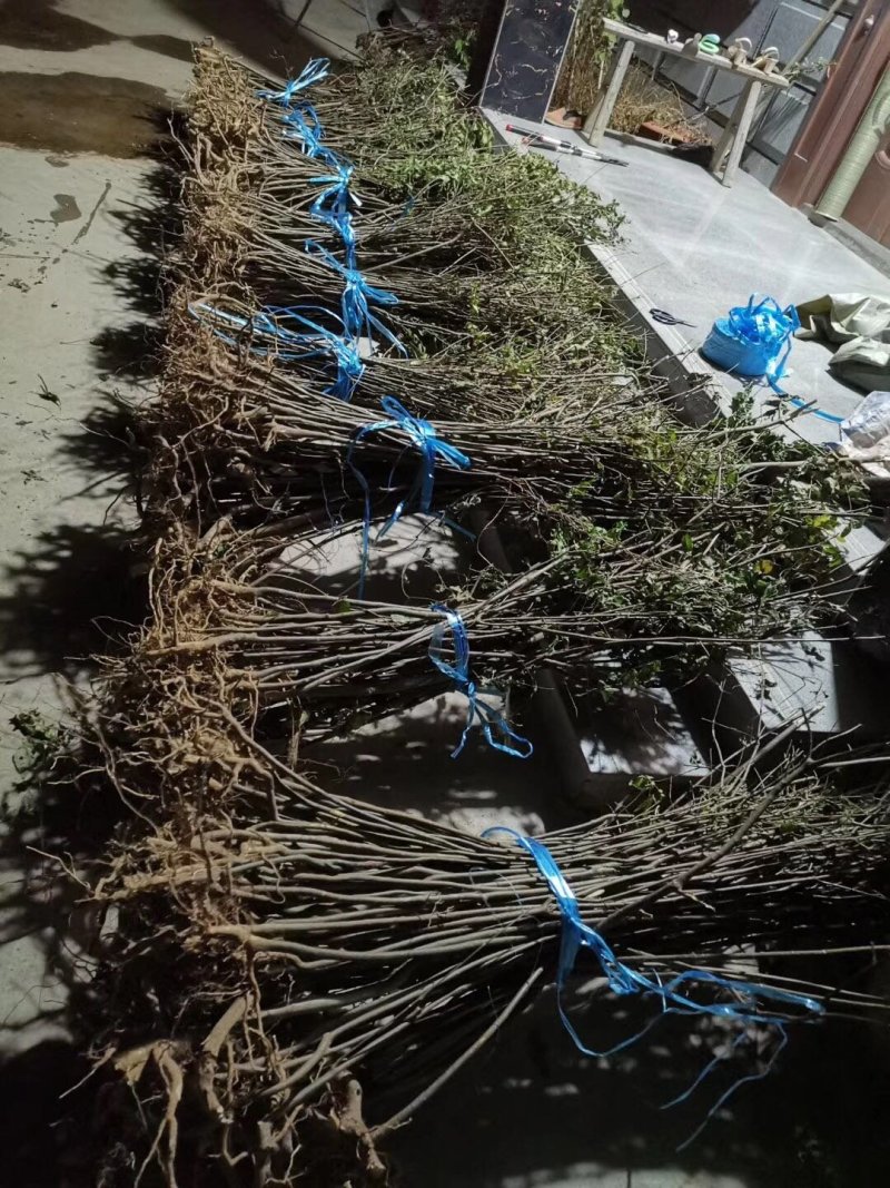 吴茱萸中花吴茱萸品种
