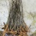 吴茱萸中花吴茱萸品种