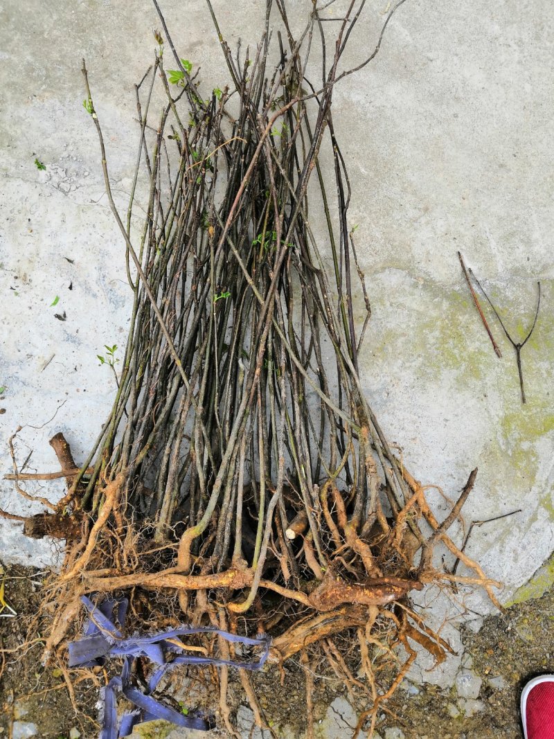 吴茱萸中花吴茱萸品种