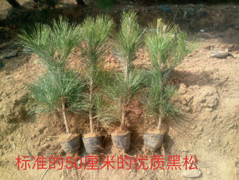 黑松黑松苗黑松树苗黑松小苗
