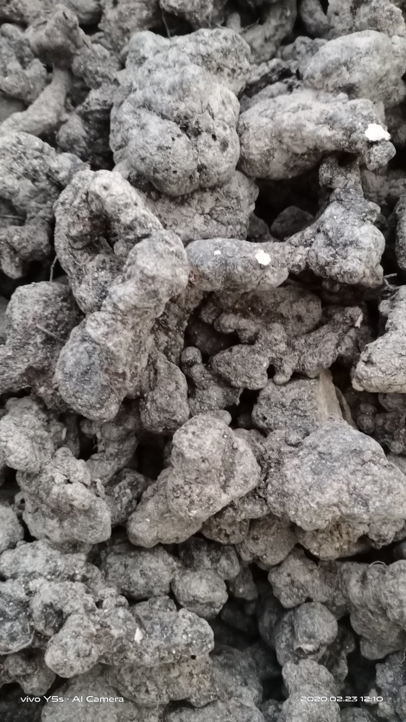 产地直供【陕西汉中干猪苓】全干微沙饱满中统货符合药典标准