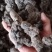 产地直供【陕西汉中干猪苓】全干微沙饱满中统货符合药典标准