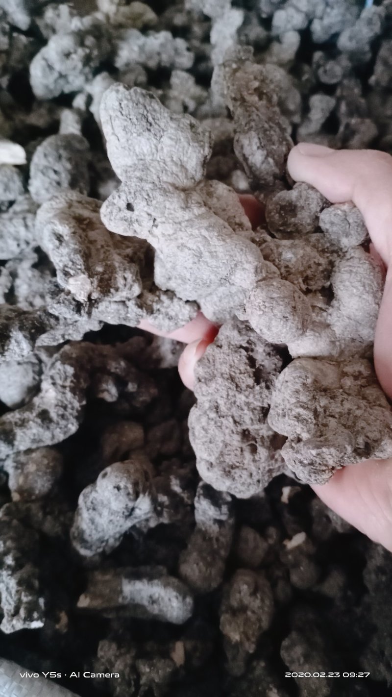 产地直供【陕西汉中干猪苓】全干微沙饱满中统货符合药典标准