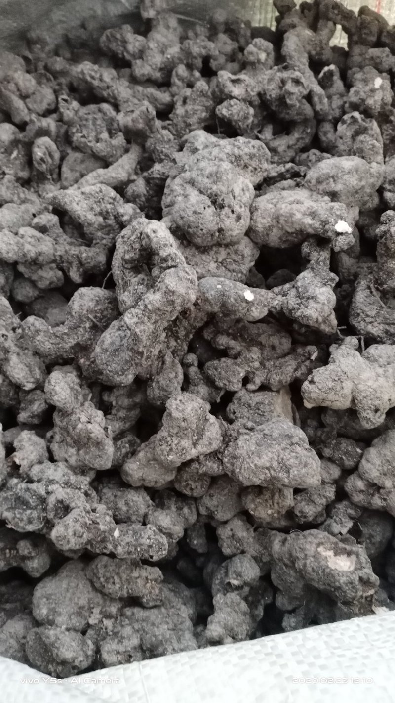 产地直供【陕西汉中干猪苓】全干微沙饱满中统货符合药典标准