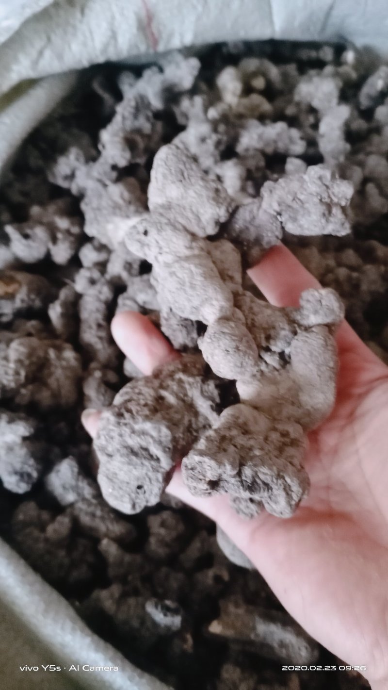 产地直供【陕西汉中干猪苓】全干微沙饱满中统货符合药典标准