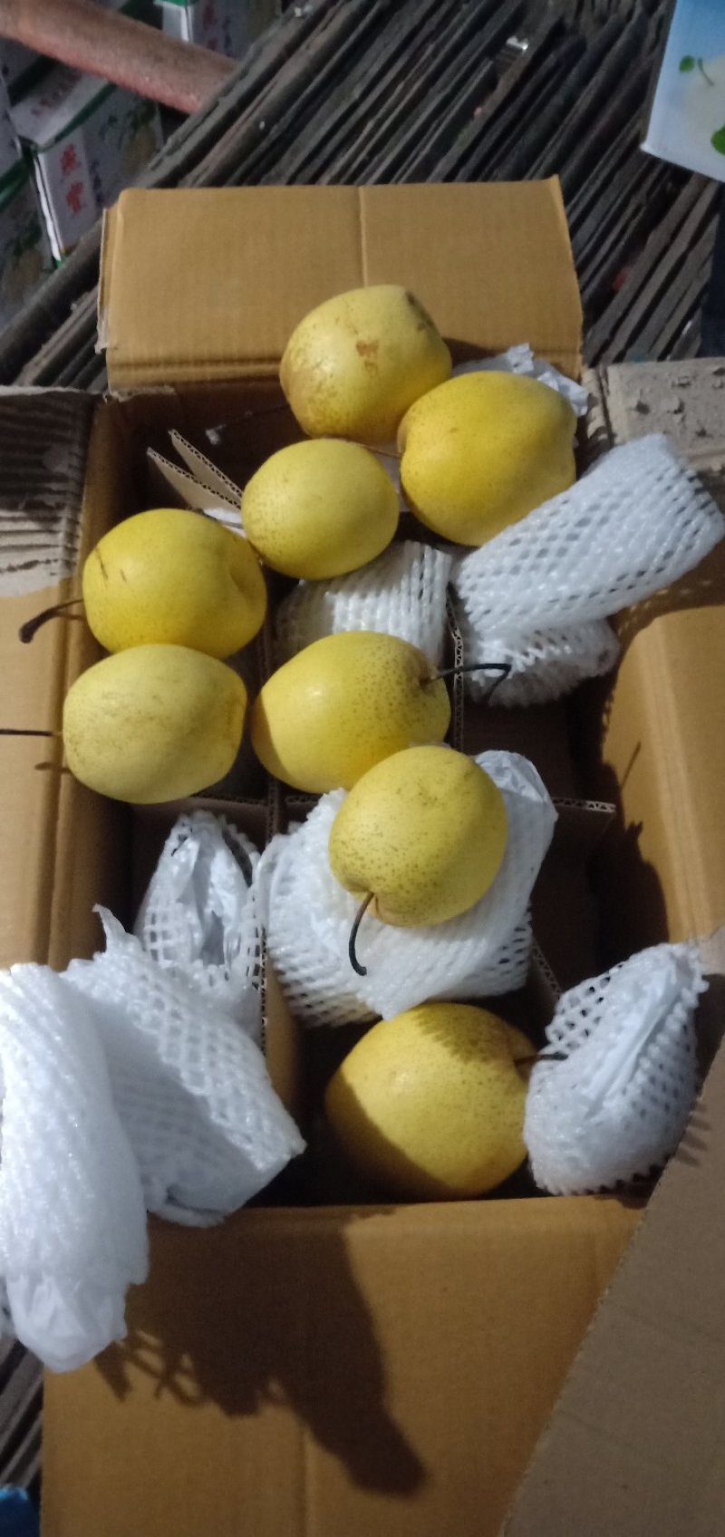 新梨七号，早香酥梨，绿宝石各种水果。诚邀各地水果商