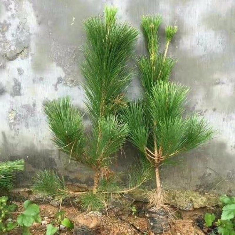 黑松规格齐全量大价格实惠。荒山绿化造型树首先。