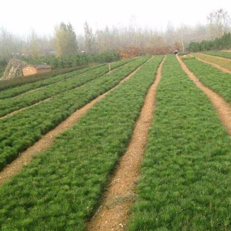 黑松规格齐全量大价格实惠。荒山绿化造型树首先。